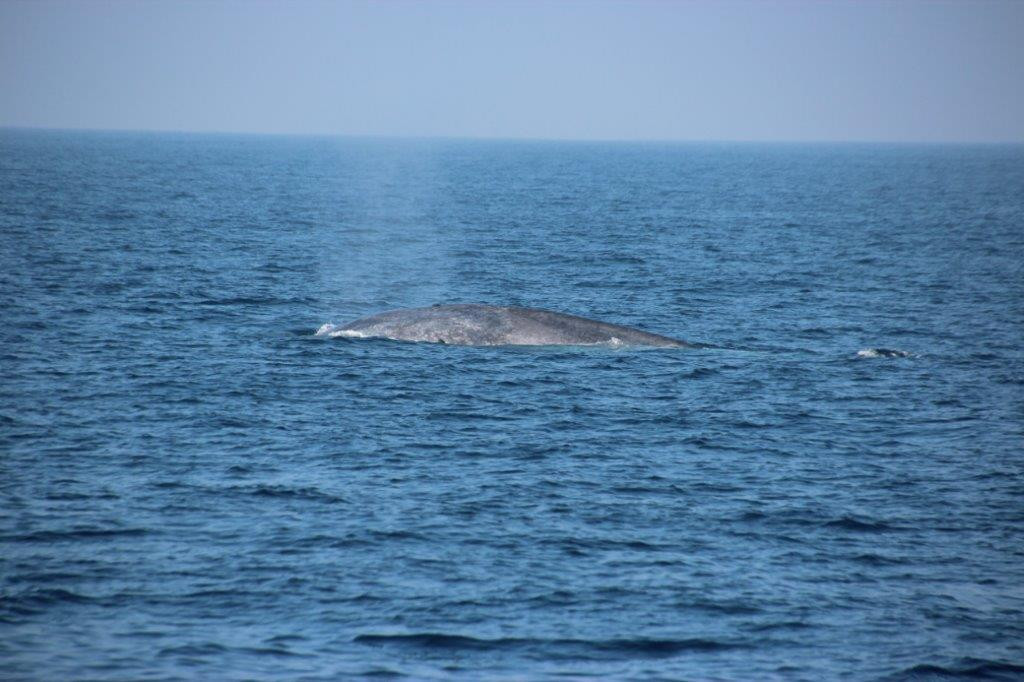 Wildlife by the Coast