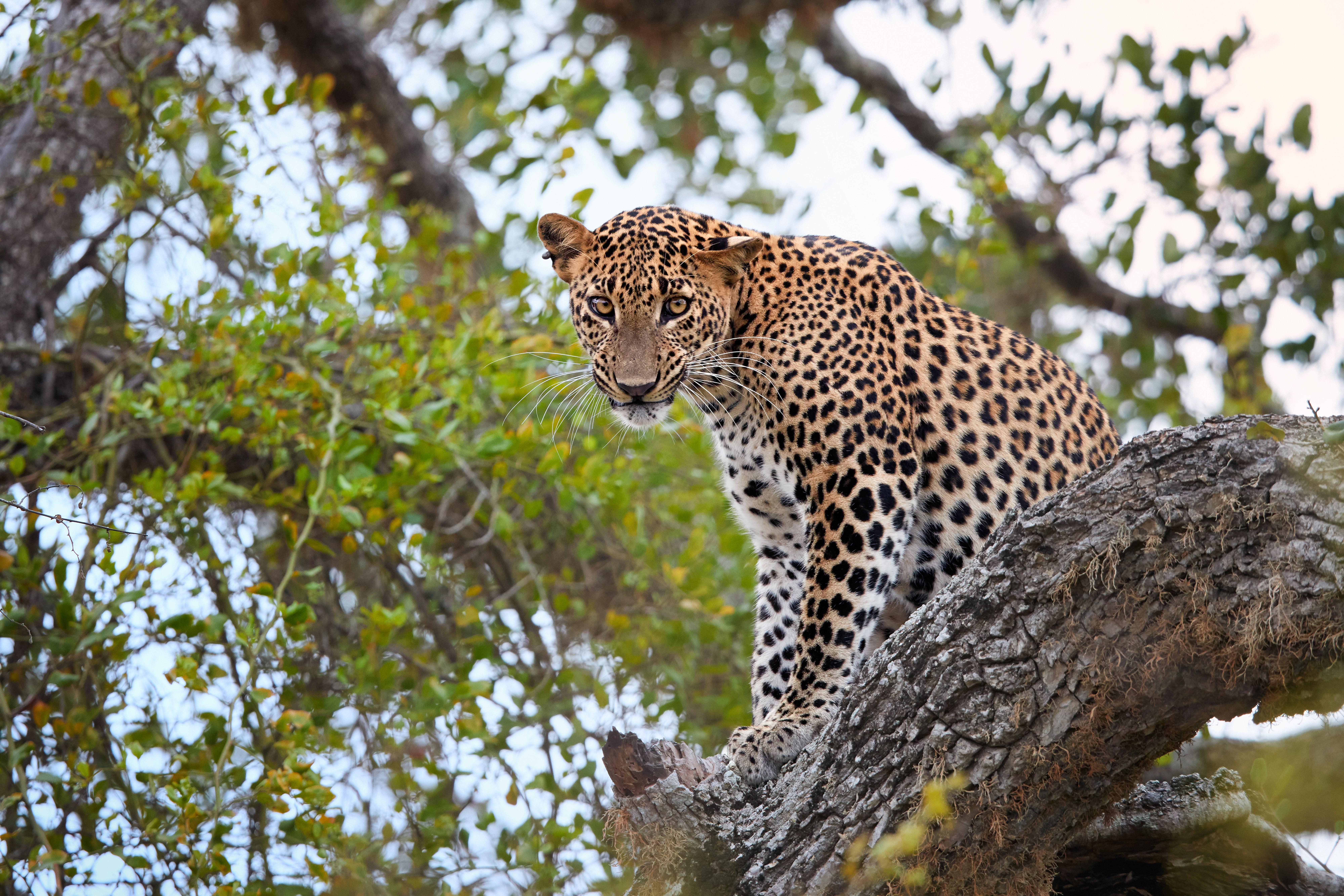 National Park Safaris