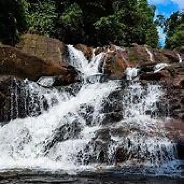 Kanneliya Rain Forest Reserve