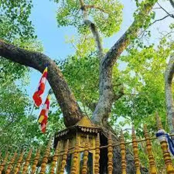 Sri Maha Bodhi (Bo) Tree