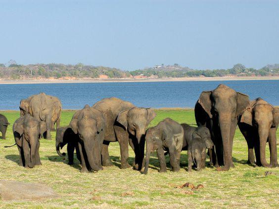 Minneriya National Park