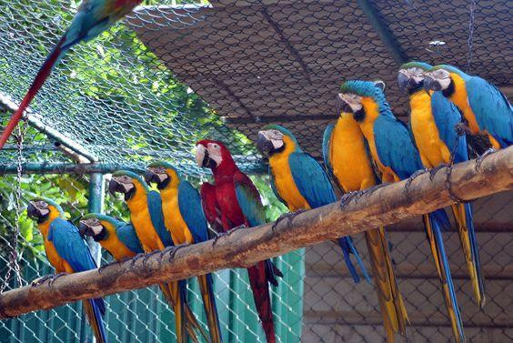 Birds Research Center & Resort