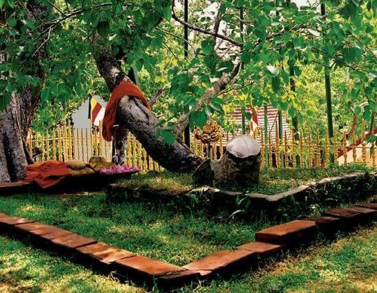 Sri Maha Bodhi (Bo) Tree