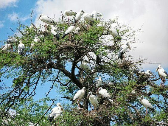 Kumana bird sanctuary