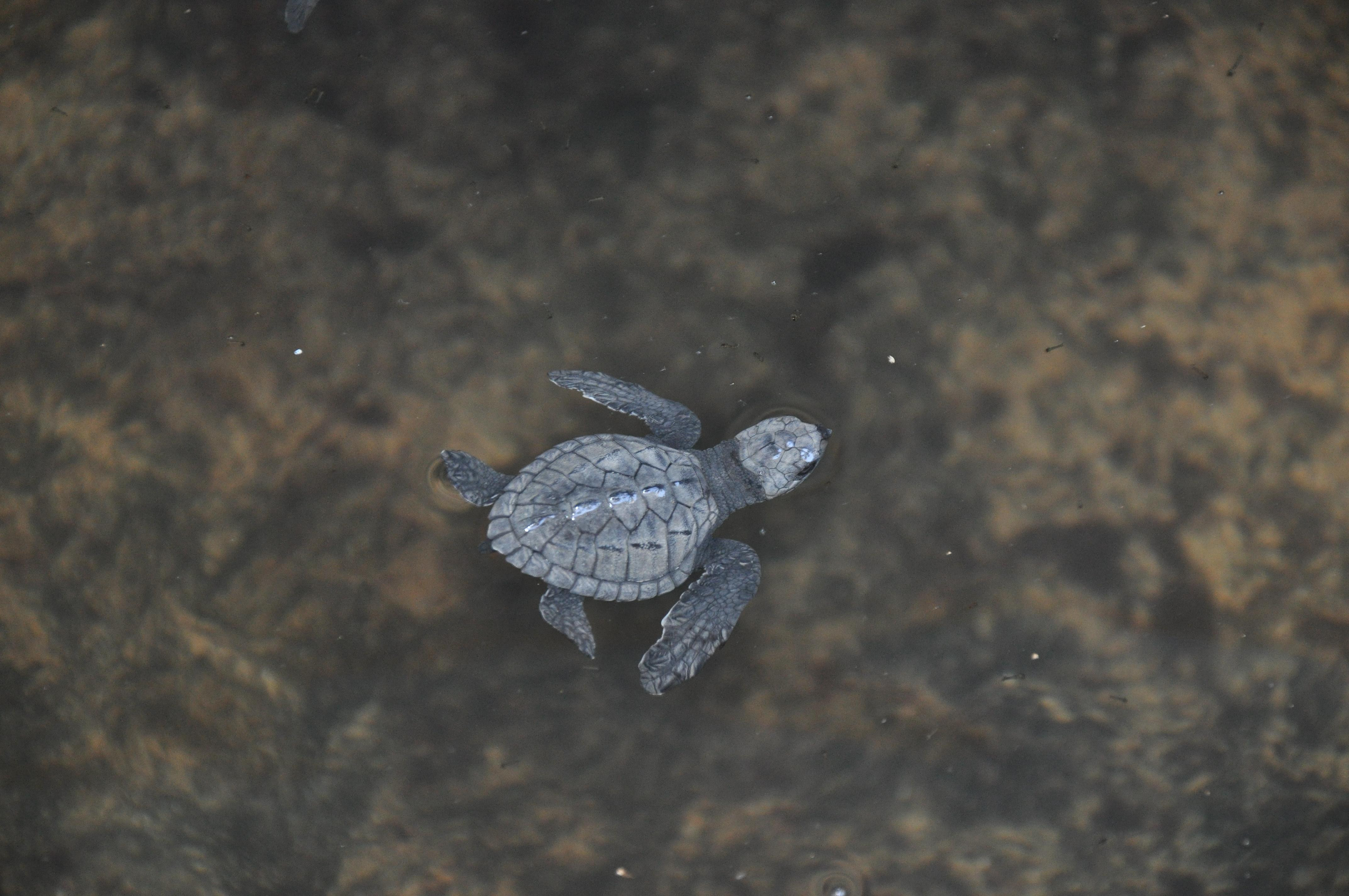 Turtle Hatchery, Kosgoda