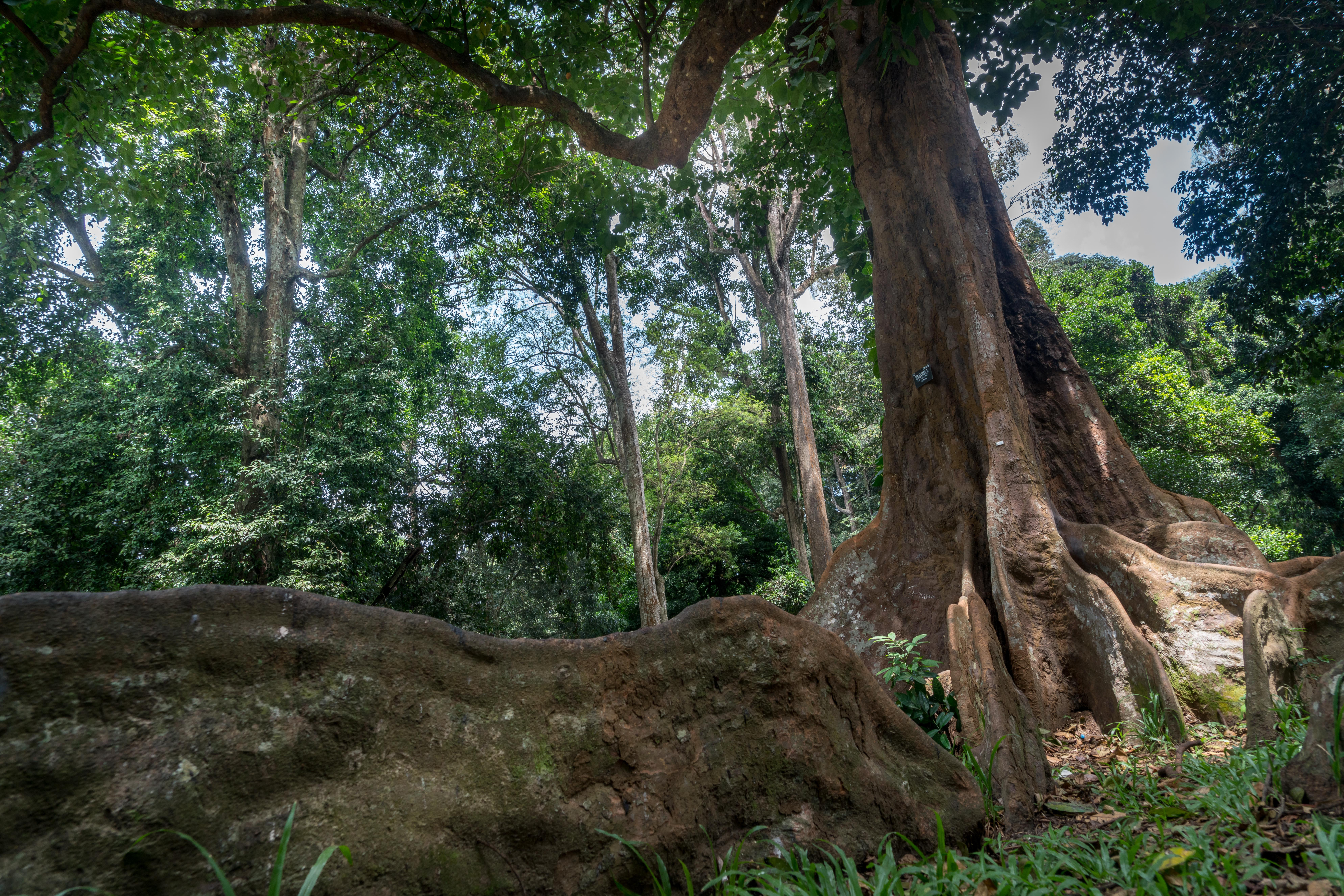 Sinharaja Forest Sri Lanka