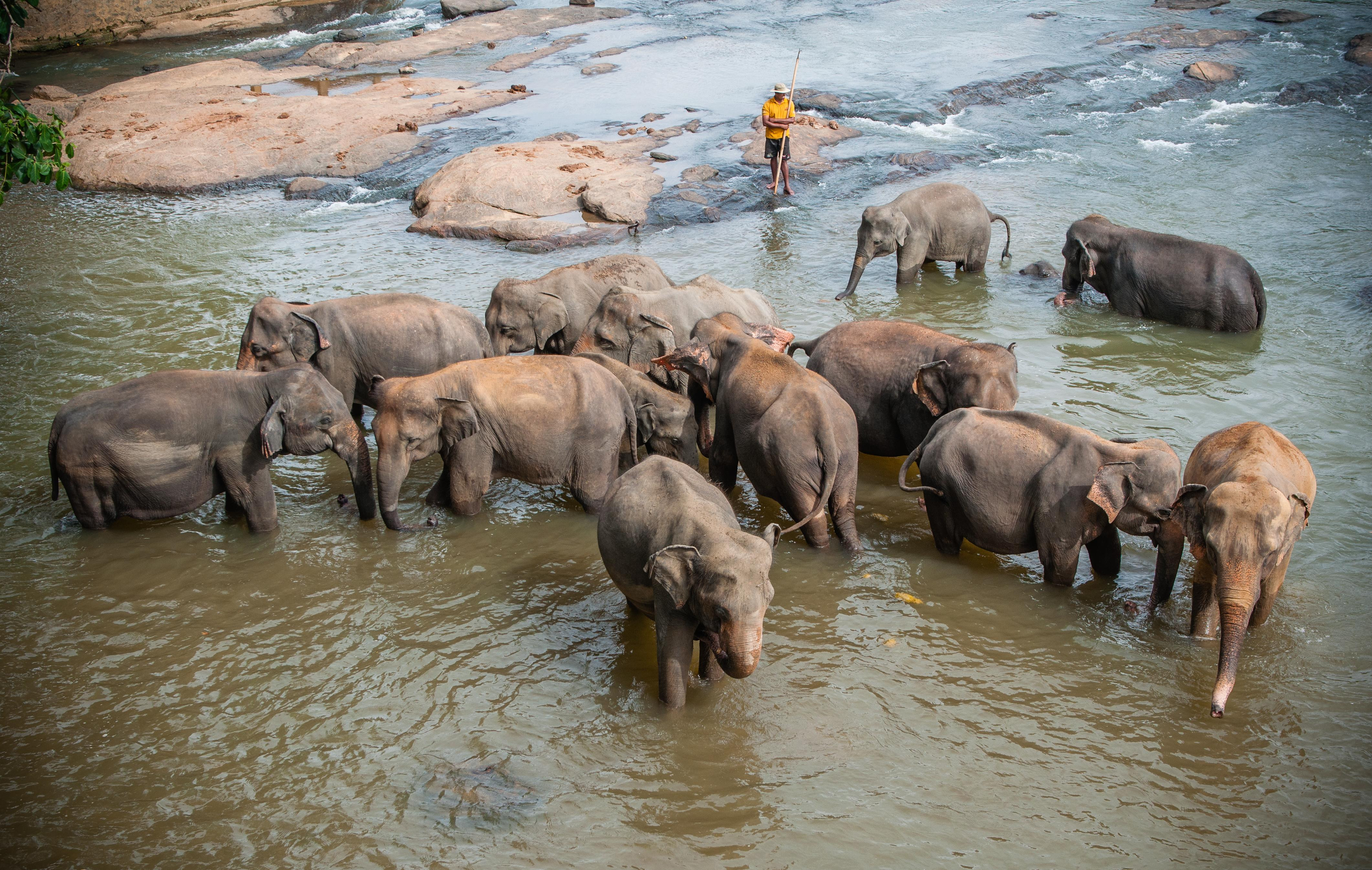 Pinnawala Elephant Orphanage