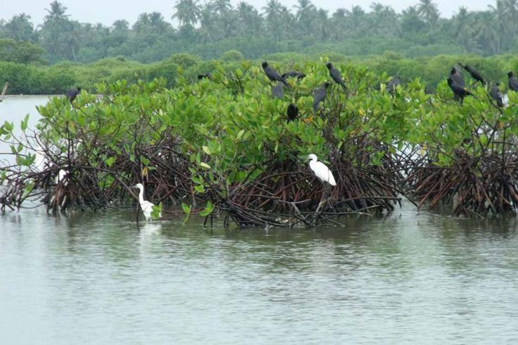 Muthurajawela Marsh