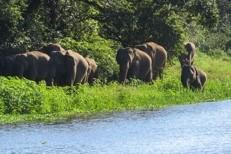 Udawalawe Safari Village