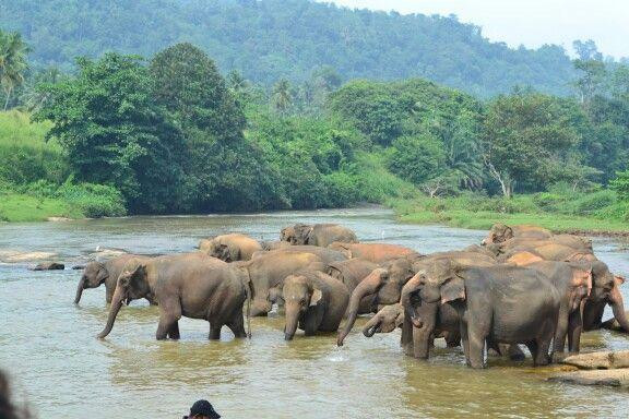 Eth Athuru Sevana (Elephant Orphanage)