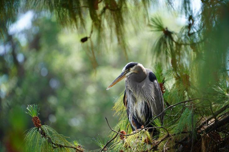 Birdwatching in Udawalawe