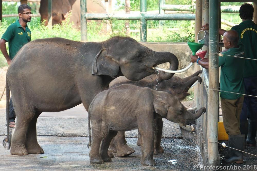 Visit the Udawalawe Elephant Transit Home