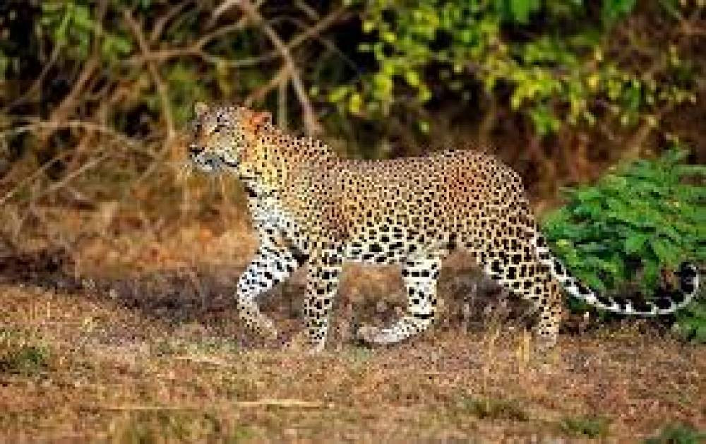Yala National Park Sri Lanka - Ultimate Safari Guide to Wildlife & Leopards
