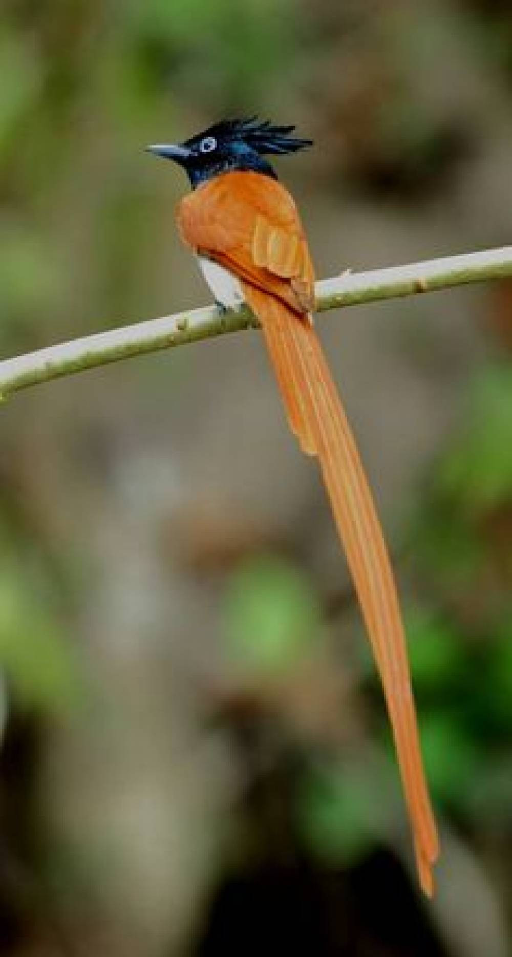 Sri Lanka’s Pristine Bird and Wildlife Sanctuary – Kumana National Park