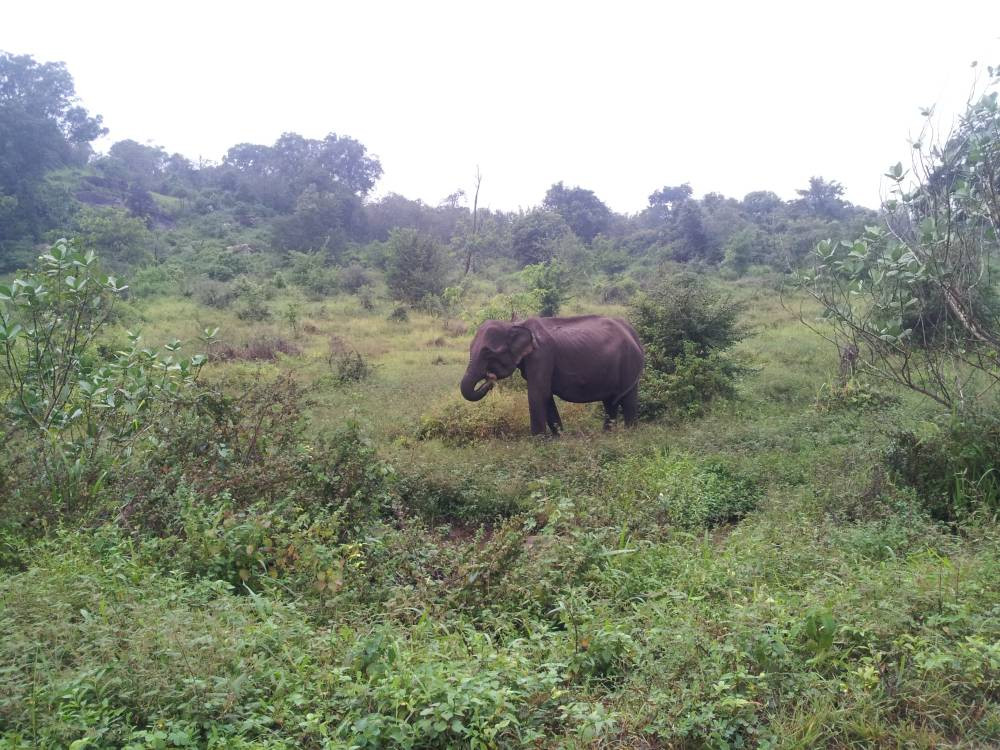 Explore Wildlife in Habarana – The Heart of Sri Lanka’s Safari Adventure