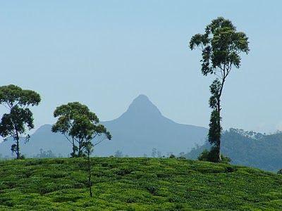 Adamspeak